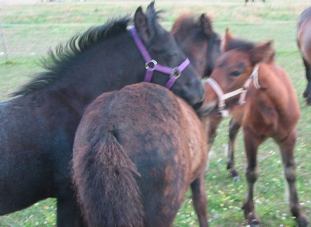 Fell foals at play
